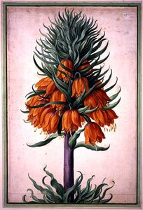 Fritillaria imperialis (couronne impériale) planche 25 du Nassau Florilegium