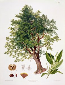 Châtaignier doux, gravé par A. Haase