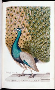 Paon mâle en pleine parade, 1763