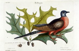 Pigeon migrateur, maintenant éteint. Zoo, Seligman 1749 - Johann Michael Seligmann