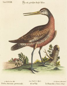 Fedoa Americana, pectore ruso - Johann Michael Seligmann after George Edwards