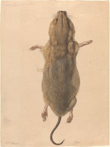 Une souris de champ, vue de dessus