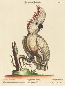 Psittacus albus cristatus maximus - Johann Sebastian Leitner after George Edwards