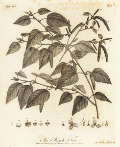 Bouleau pubescent, Betula pubescens