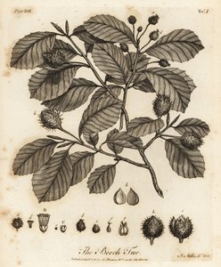 Hêtre européen ou hêtre commun, Fagus sylvatica