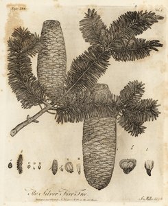 Sapin argenté européen, Abies alba - Johann Sebastien Muller