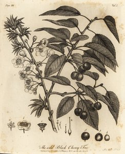 Griottier, Prunus cerasus