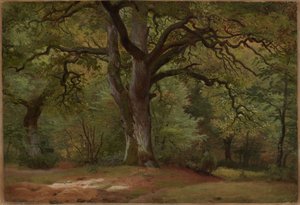 Forêt de chênes dans le Solling - Johann Wilhelm Schirmer