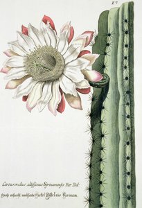 Cereus Erectus Altissimus Syrinamensis de Phythanthoza Iconographica publié en Allemagne, 1737-45 - Johann Wilhelm Weinman