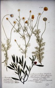 Plusieurs espèces de Chamaemelum (camomille) - Dans « Herbarium » de J.W. Weinmann en 1737.