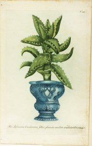 Aloe africain, planche 47 de Phtanthoza Iconographia