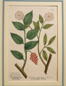 Balsami occidentalis arbuscula, gravure en couleur - Johann Wilhelm Weinmann