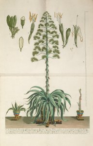 Gravure et plaque de mezzotinte d