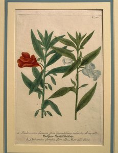 Impatiens, gravure en couleur