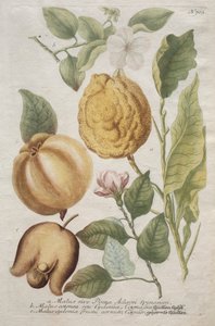 Phytanthoza iconographia : No. 703