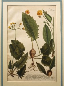Épervière des murs (Hieracium murorum), gravure en couleur