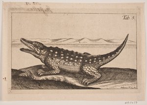 Un crocodile