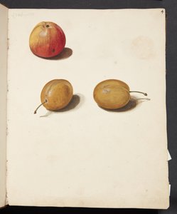 Étude de pomme et de prunes