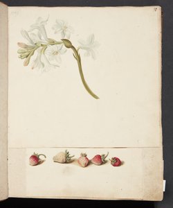 Étude de fleur et fraise