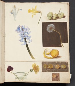 Étude de fleurs, fruits et tomates vertes