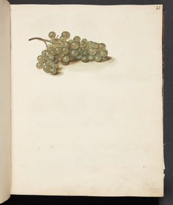 Étude de raisins