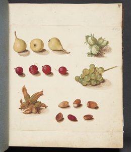 Étude de fruits, baies et noix