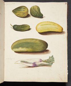 Étude de légumes