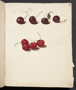 Étude de cerises