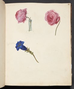 Étude de rose rose et de fleur bleue - Johanna Fosie