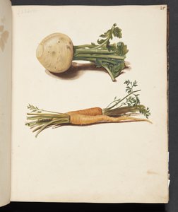Étude de navet et de carottes