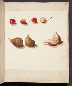 Étude de cerises et de figues