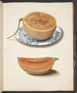 Étude de deux melons, coupés en deux et quadrillés