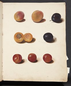 Études de prunes