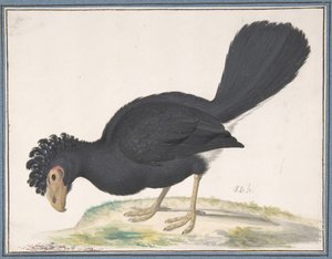 Un grand hocco - Johannes Bronckhorst