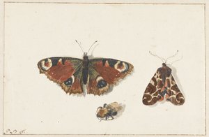 Papillon, Mite et Bourdon