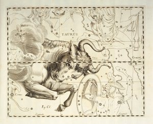 Taureau, constellation du Taureau, gravure de l