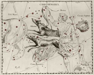 La constellation Canes Venatici, Chiens de chasse. Planche tirée de « Firmamentum Sobiescanum sive Uranographia » par Johannes Hevelius - Johannes Hevelius