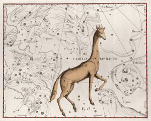 La constellation de la girafe - Planche tirée de « Firmamentum Sobiescanum sive Uranographia » par Johannes Hevelius - Johannes Hevelius