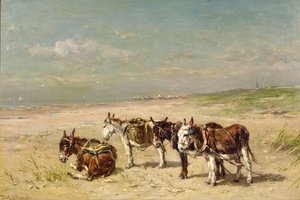 Ânes sur la plage