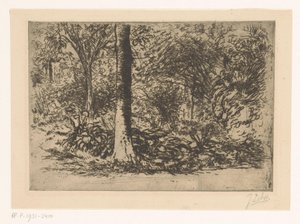 Lisière de forêt