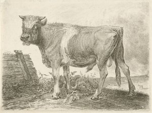 Taureau
