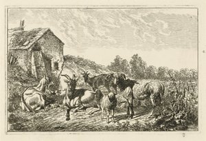 Quatre chèvres et un mouton près d