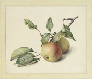 Deux petites pommes sur une branche