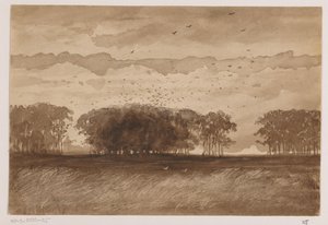 Colonie de corbeaux en Brabant-Septentrional