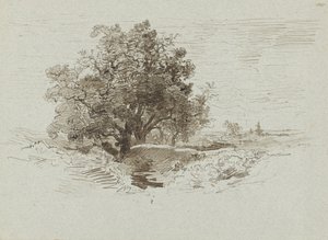 Groupe de chênes à Wolfheze