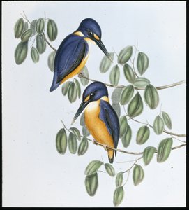 Martin-pêcheur azuré (Alcyone Azurea)