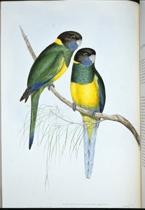 Perruche de Bauer (Platycercus Baueri)