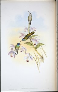 Colibri à oreilles noires - John (after) Gould