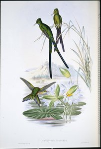 Sylphe à queue bleue (Cynanthus Cyanurus)