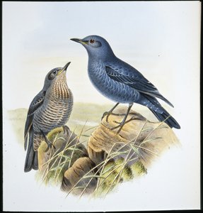Monticole bleu (Petrocossyphus Cyanus) - John (after) Gould